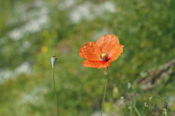 red-orange poppy flower full bloom spring