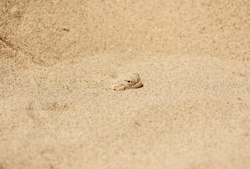 Calm desert roundhead lizard burrowed into the sand. Sarykum dune. Dagestan.