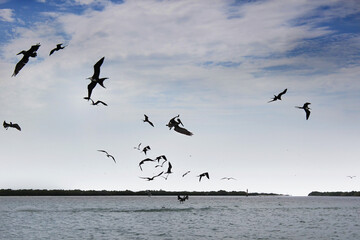 Birds flying over the Rio Lagartos lagoon in a sunny summer day, Rio Lagartos bio-reserve in Mexico. Soft focus