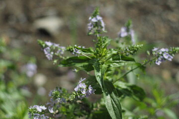 small purple herb flower