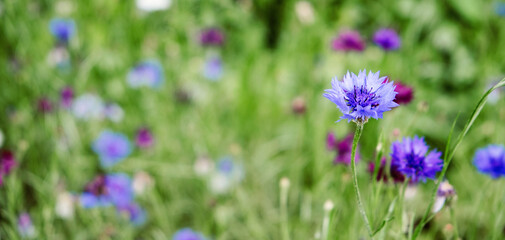 Summer Cornflower Centaurea Cyanus Blue flower web banner. Blooming colorful cornflowers. Glade of cornflowers, macro of cornflower field