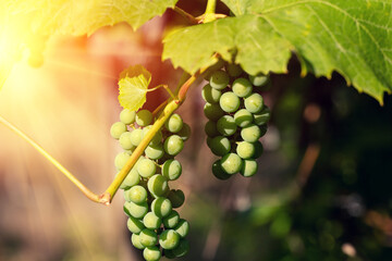 Bunches of green unripe grapes on the vine