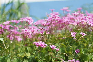 Oxalis weeds pink bloom spring