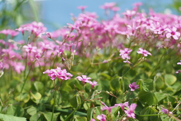 Oxalis weeds pink bloom spring