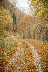 Obraz premium Camino otoñal