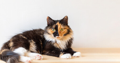 Beautiful young three-color orange-black-and-white cat is lying on wooden floor and looking at camera.