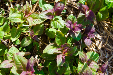 Blooming young leaves of bergamot in spring