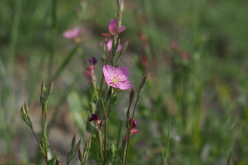 pink flowers in the field