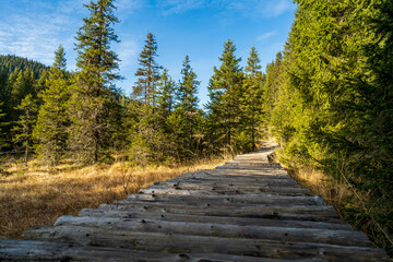 Wooden bridge leading inside a peat bog surrounded by conifers during the summer season in a national park in Romania.