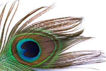 Close up of peacock feather eye isolated on white background