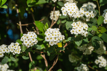 Tiny snow-white lilac flowers Lobularia maritima Alissum maritimum, sweet alissum or sweet alison, alissum genus Alissum is a species of low-growing flowering plant from the Brassicaceae family. 