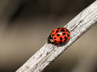 ladybug on a plant