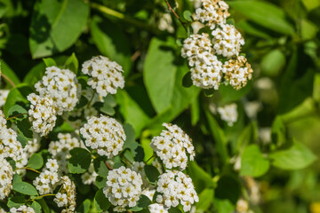 Tiny snow-white lilac flowers Lobularia maritima Alissum maritimum, sweet alissum or sweet alison, alissum genus Alissum is a species of low-growing flowering plant from the Brassicaceae family. 