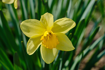 Obraz premium Yellow narcisses in spring with a blurred background