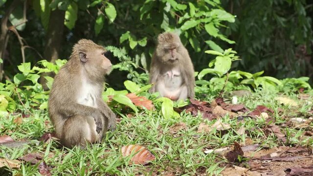 two wild female Macaque Monkeys sit on edge of jungle in Koh Chang, Thailand