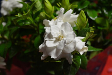White gardenia 
