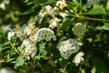 Tiny snow-white lilac flowers Lobularia maritima Alissum maritimum, sweet alissum or sweet alison, alissum genus Alissum is a species of low-growing flowering plant from the Brassicaceae family. 