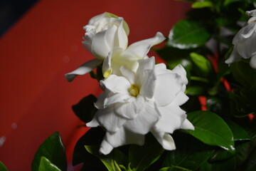 Beautiful gardenia