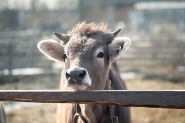shaggy bull in the spring sun