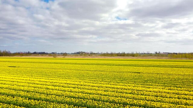 Tulips in yellow growing in a field during a spring day. Drone point of view from above. Flowers are one of the main export products in the Netherlands and especially tulips and tulip bulbs.