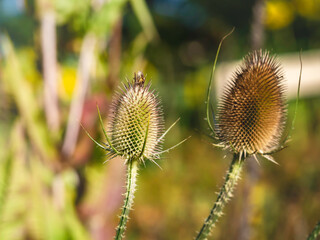 Teasel, Dipsacus sativus, has trapped Hairy shieldbug, Dolycoris baccarum, by its spikes, closeup with selective focus
