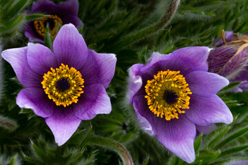 Close up of 2 pasque flowers violet purple with a yellow ring