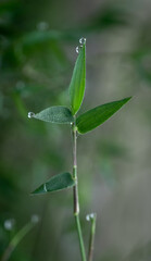 dew drops on a leafs