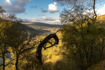 A tree branch sticking out in the woods and in the background the Glendalough Round tower in Wicklow Ireland