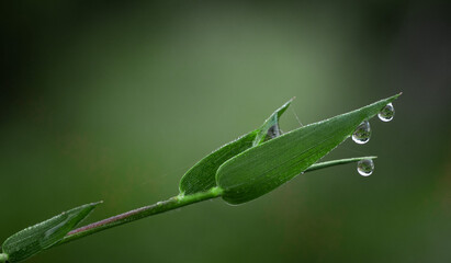 dew on a leaf