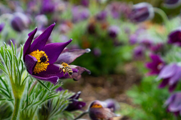 Honey Bee looking for food on a pasque flower flying
