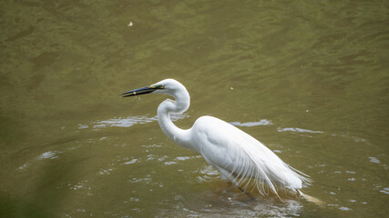 池で小魚を食べる鷺