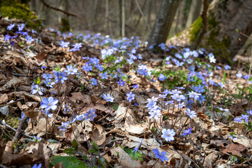 Blauer Waldboden