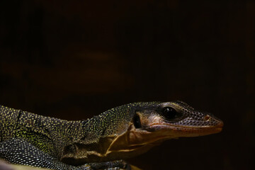 Close-up on a monitor lizard, which is basking.