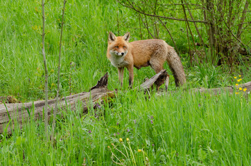 Fuchs in der freien Natur