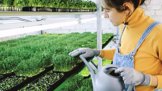 Young female farmer growing microgreens on her indoor vertical garden. Happy young woman watering, looking after plants on shelfs. Radish, arugula, daikon, oxalis, purple sango radish, pea