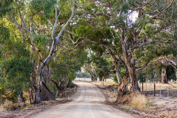 An country gravel road with beautiful treeson either side at Normanville south australia on may 3rd 2021