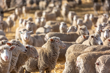 A flock of sheep feeding in a paddock in  Normanville south australia on may 3rd 2021