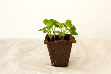 Seedlings growing from a peat soil in a germination pot. Green leaves close-up of a radish sprouts plant. Spring or summer season sowing. Grown from seeds on a windowsill, home gardening concept.