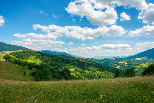 carpathian rural landscape in mountains. grass and herbs on the meadow, trees on the hills rolling down in to the valley. beautiful summer nature scenery on a sunny day with fluffy clouds on the sky