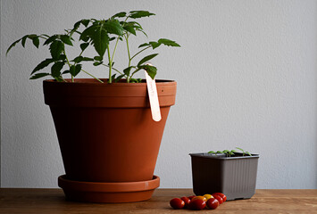 Concept of growing organic tomato indoors at home - from seedling to harvest. Terra cotta pot with large tomato plants, a plastic pot with tomato seedlings and cherry tomatoes on the wooden table.