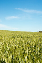 Green field of wheat cultivation.