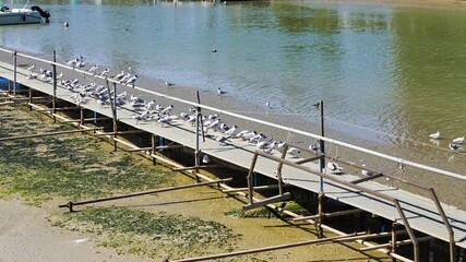 White birds on the pier in the port of Pesaro (Pesaro, Italy, Europe)