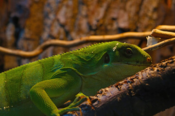 Close up on the Green keel-bellied lizard.