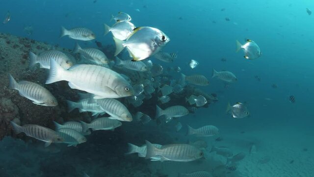 Schooling fish gather amongst the underwater infrastructure of a recycled treated sewer outlet situated in a popular ocean swimming area of a major urban city. Wide panoramic view