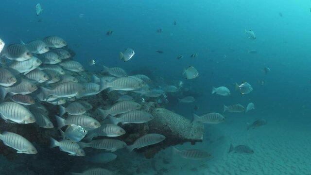 Schooling fish gather amongst the underwater infrastructure of a recycled treated sewer outlet situated in a popular ocean swimming area of a major urban city. Wide panoramic view