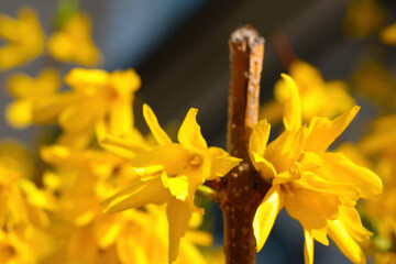 Blooming forsythia in spring in the park. Bright yellow, trend of 2021. A fragrant smell comes from...