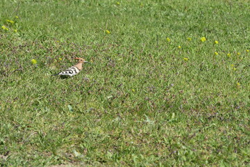 Common Hoopoe (Upupa epops) searching for food