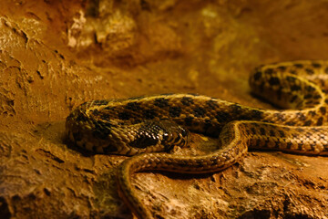 Close up on a checkered garter snake.