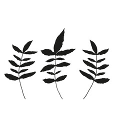 Vector leaves isolated black. Realistic hand drawn illustration set on white background.