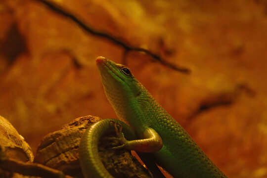 Emerald tree skink Lamprolepis smaragdina , sometimes ambiguously known as green tree skink or emerald green skink.